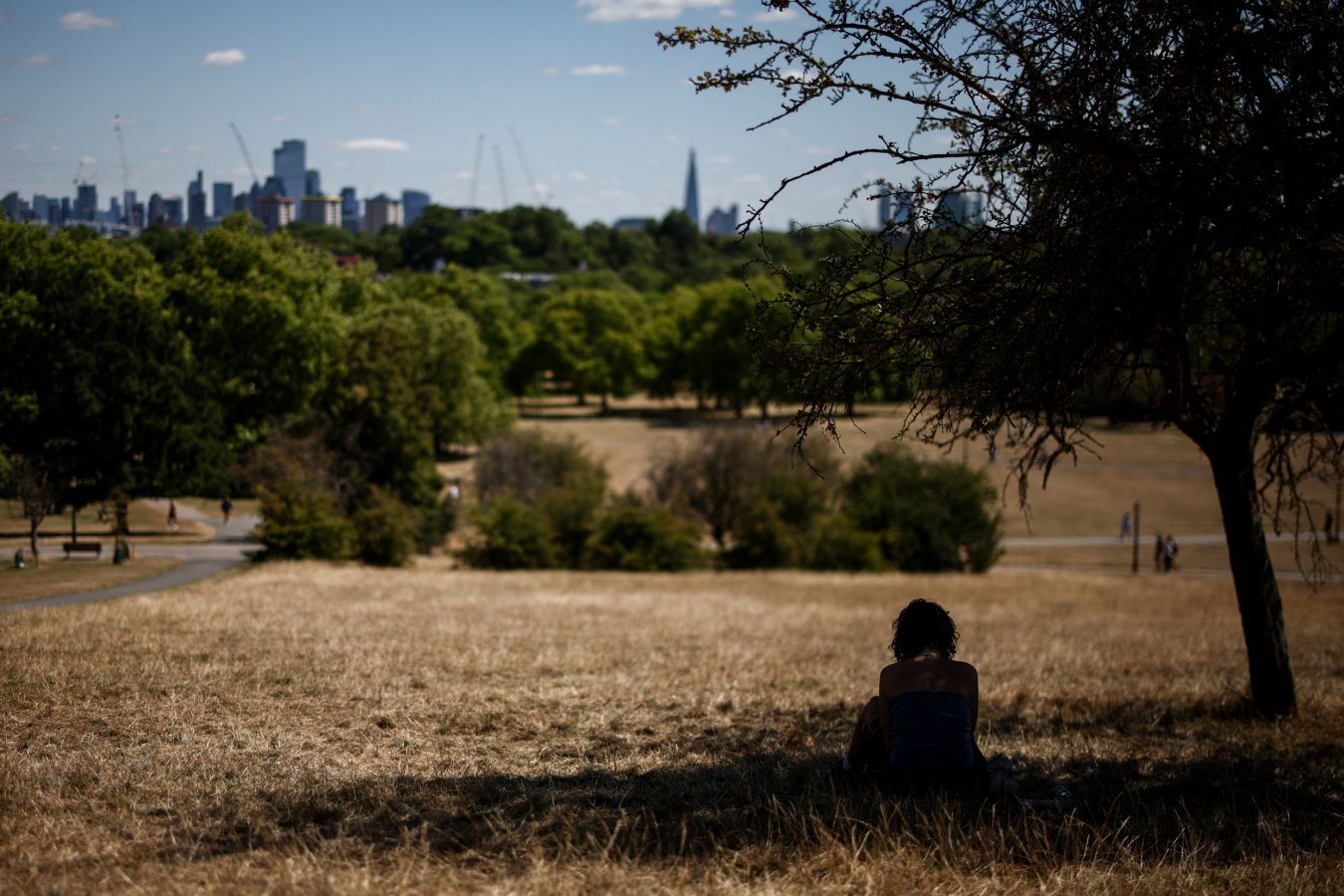 Urban Trees in South-East England Struggle as Climate Shifts