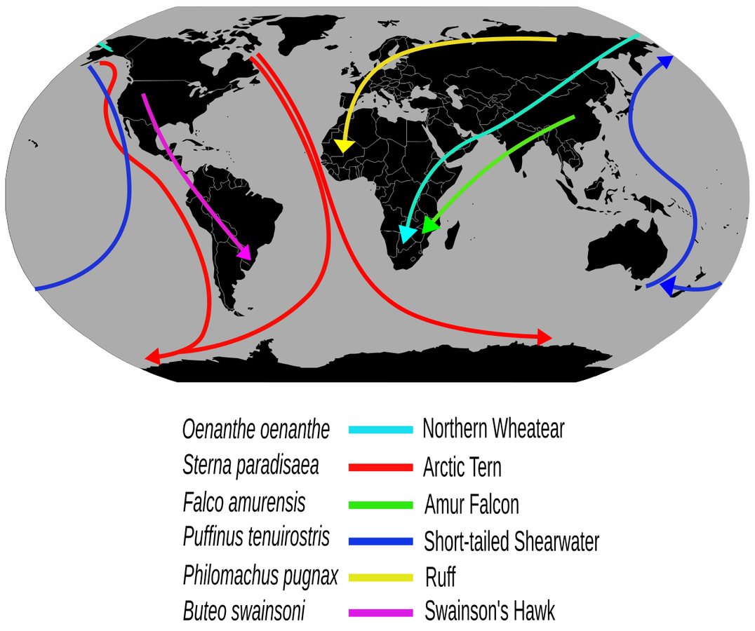 Climate Change Reshapes Bird Migration Routes, Report Finds Nearly Half of Species in Decline