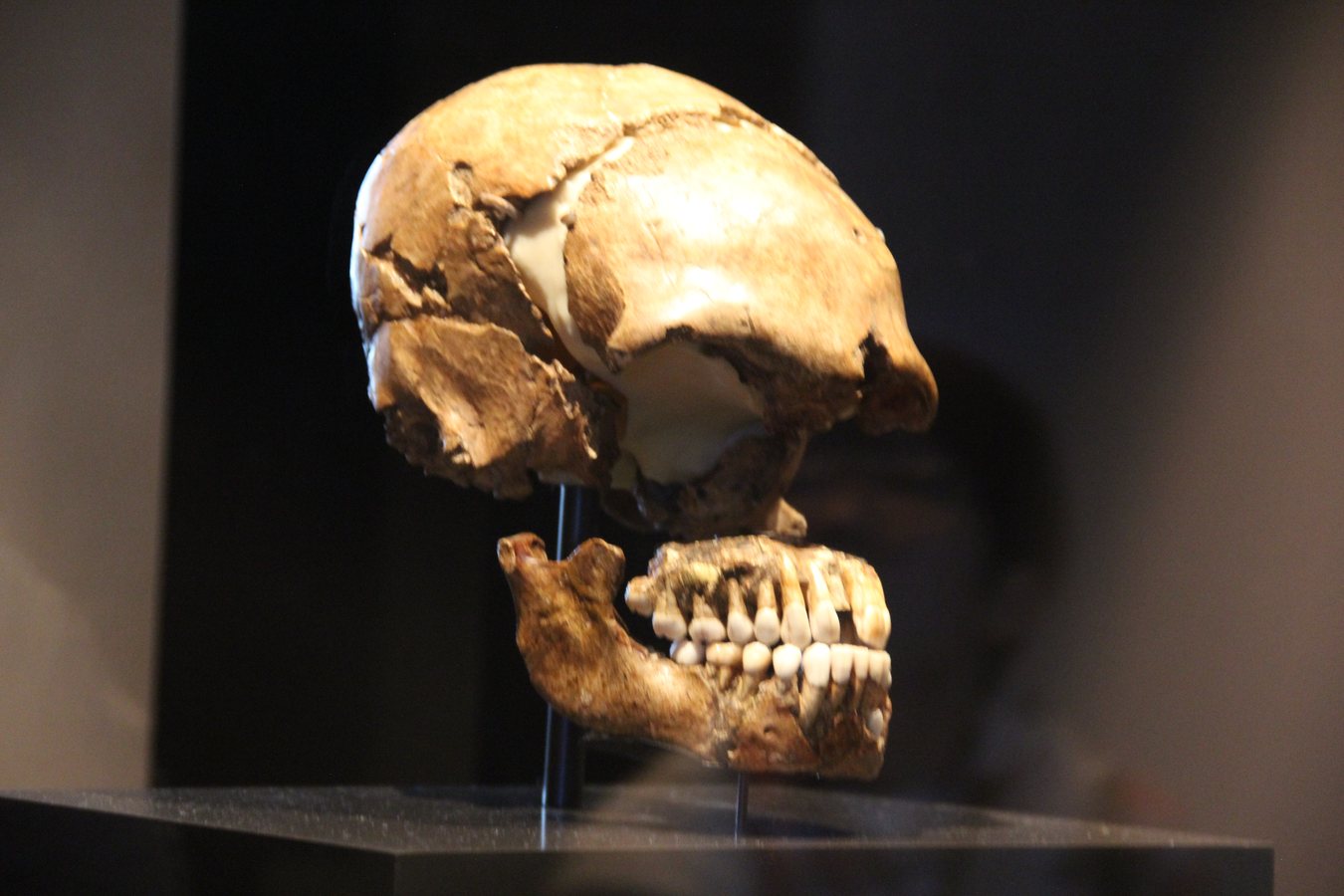 Modern genomes reveal traces of hominins whose DNA has never been found