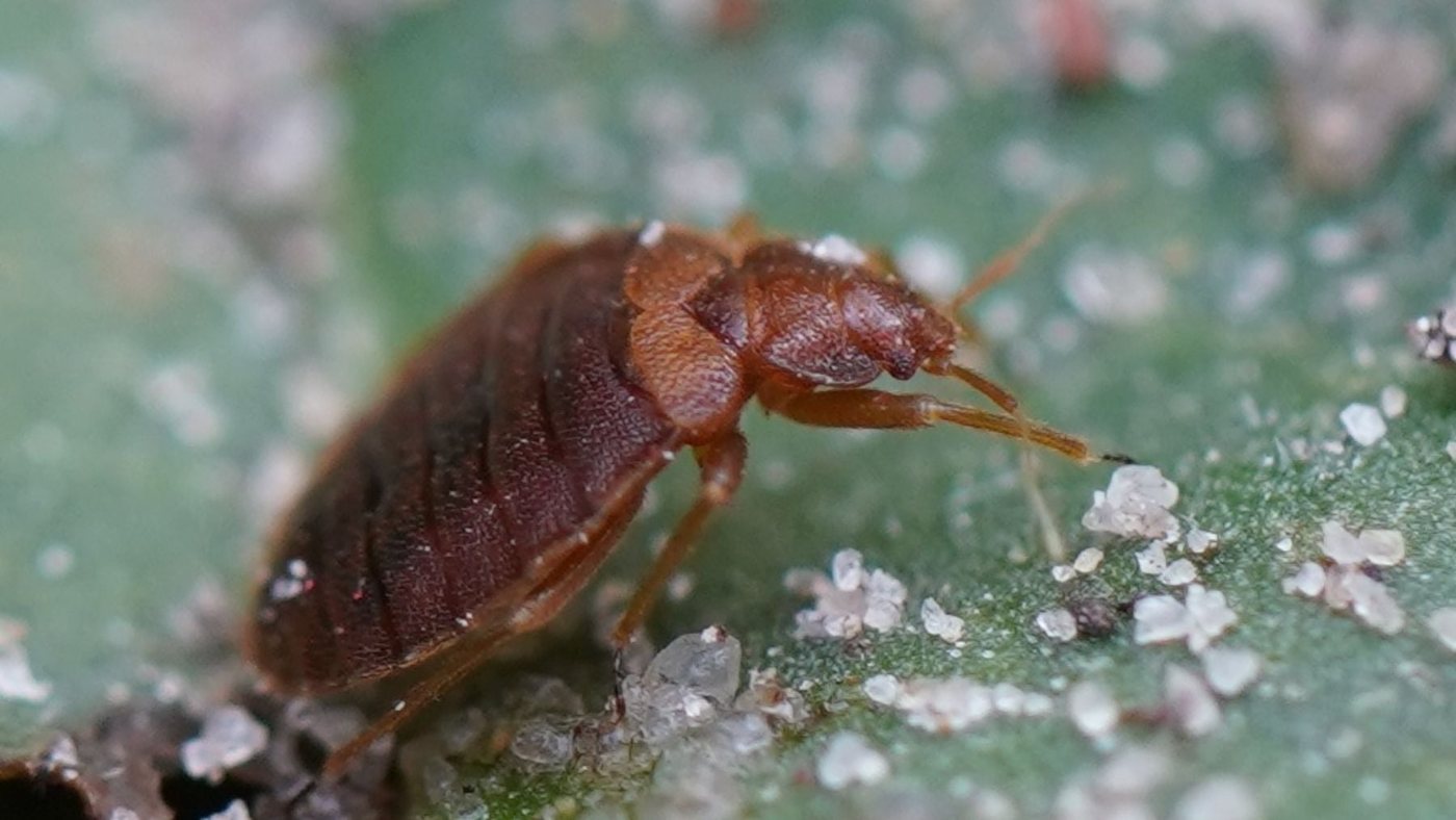 ADN de chinches revela que la especie habría desaparecido sin los humanos