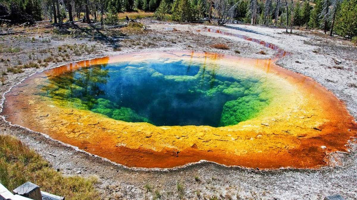 La reintroducción de los lobos en Yellowstone propicia la reaparición de árboles tras 80 años