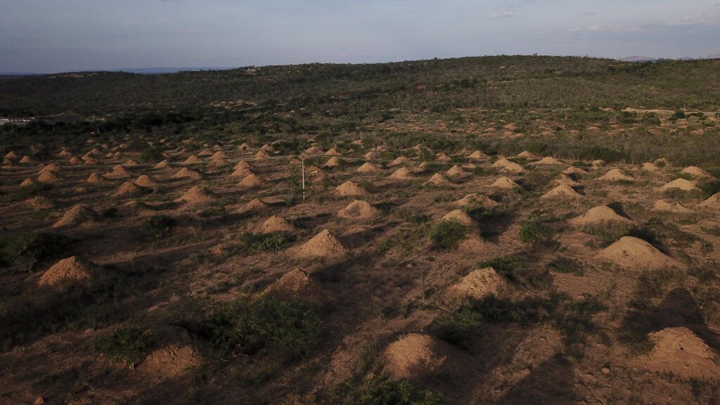 Comment les insectes sociaux climatissent leurs nids face aux canicules