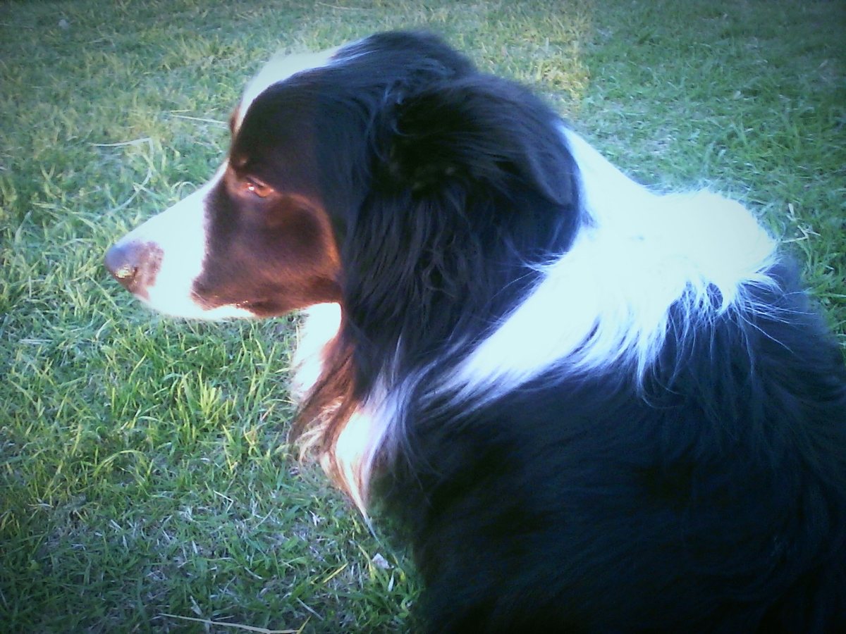 The Dog Brain Reads More Than Positive and Negative